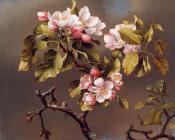 马丁约翰逊赫德 - Branch of Apple Blossoms against a Cloudy Sky